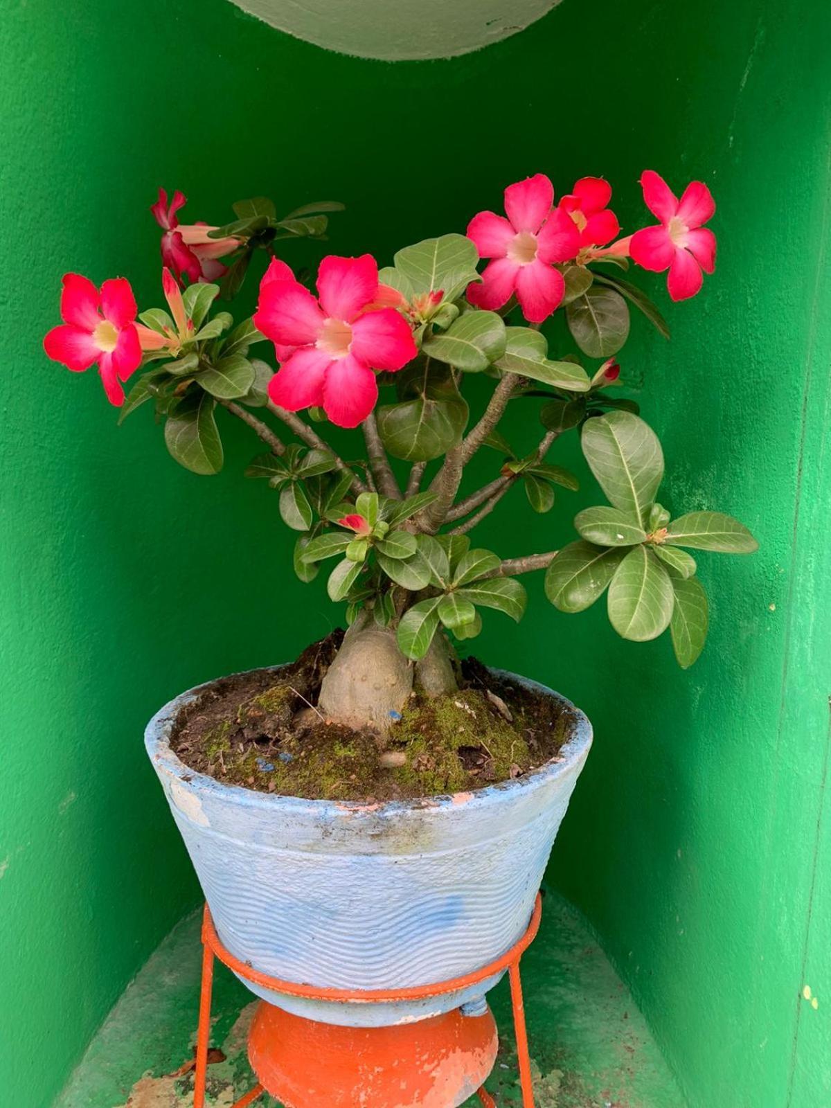 Pousada Casa Porto Pôrto das Galinhas Buitenkant foto